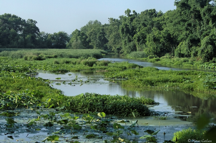 Wetland area