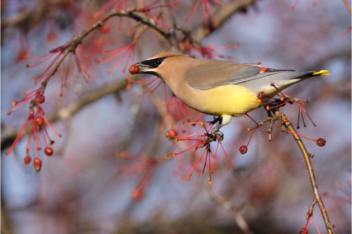 Bird eating a berry