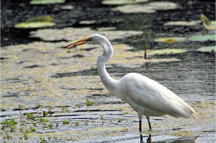 bird in water