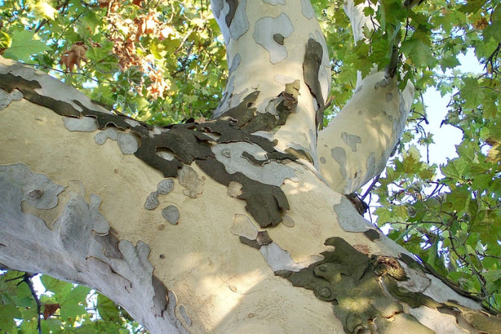 Sycamore tree