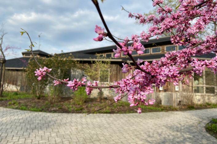 red bud tree