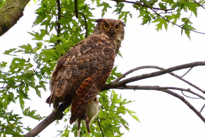 Owl in a tree
