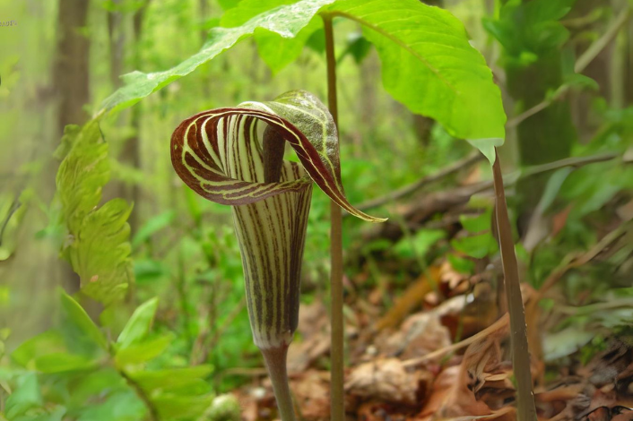 Jack in the pulpit plant