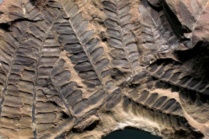 Fossil