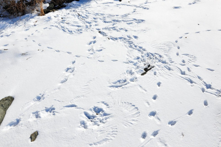 Animal tracks in snow