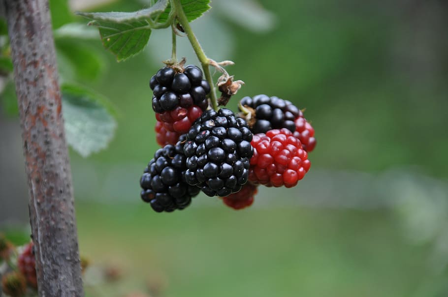 mulberries on a tree