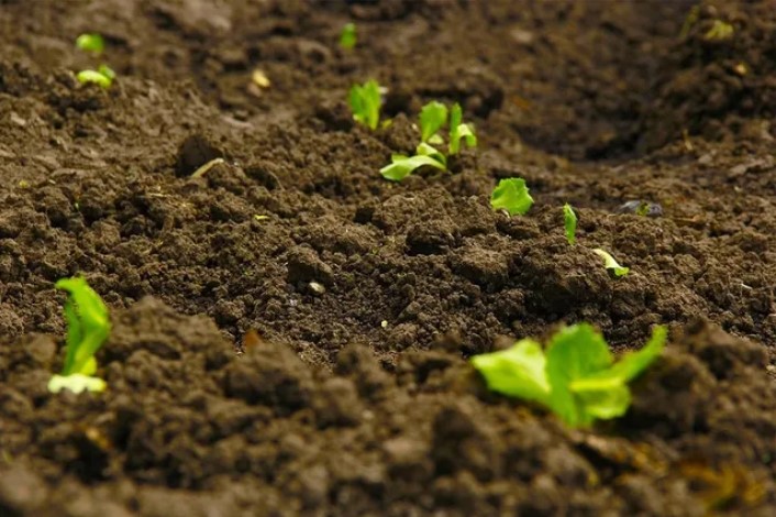 small seedlings popping up through garden soil