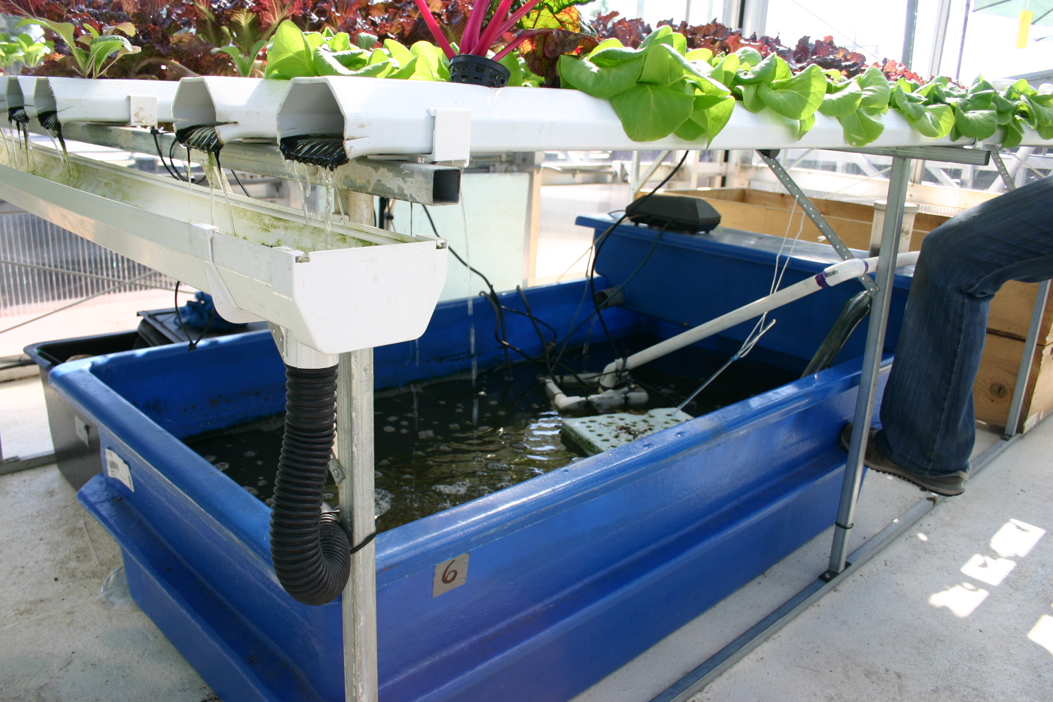 aquaponic system