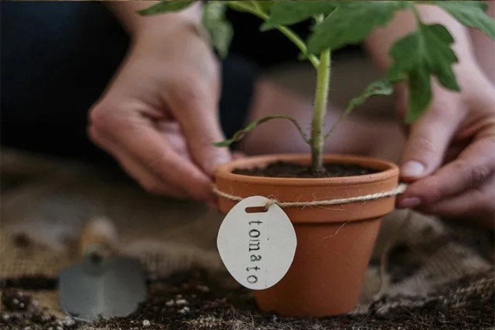 small terra cotta pot with a tomato plant inside
