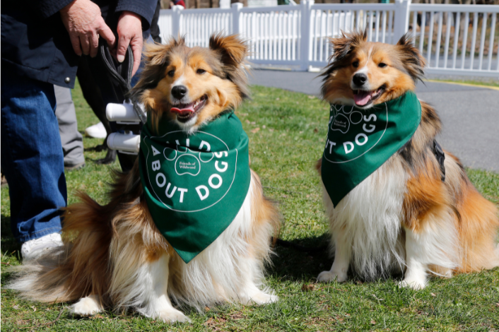 Two collie dogs wearing green "Wild About Dogs" bandannas around their necks