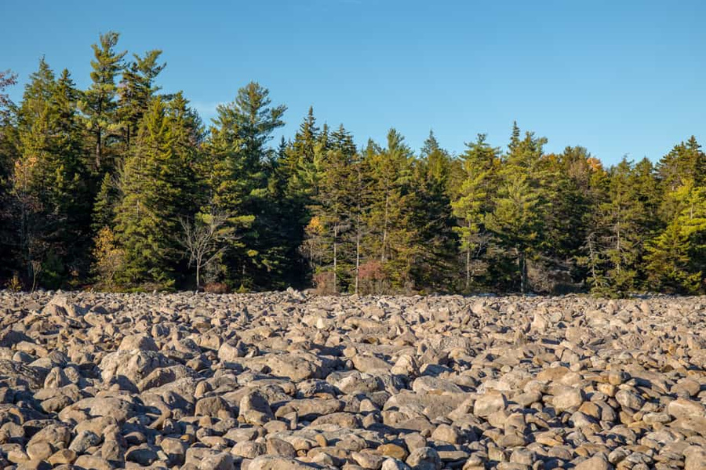 Trees and rocks outside