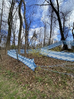 Blue and white fabric is decoratively woven between standing bare trees