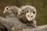 Opossum with babies