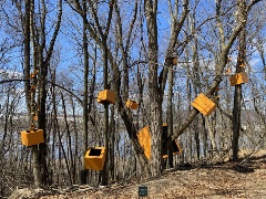 Picture of orange and black boxes of different sizes hanging at different heights and different angles from bare trees in close proximity