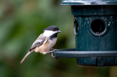 Small songbird perched at a birdfeeder
