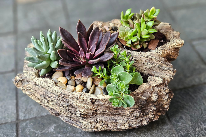 driftwood planter with succulents and rocks