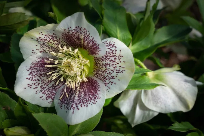 White flower with purple speckled inside