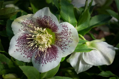 White flower with purple speckled inside