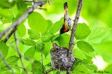 Bird with nest