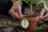 small terra cotta pot with a tomato plant inside